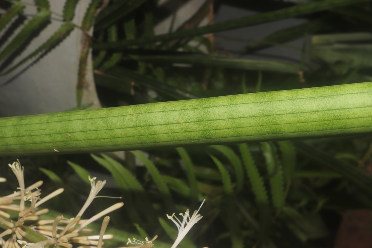 Dracaena angolensis (Welw. ex Carrière) Byng & Christenh.